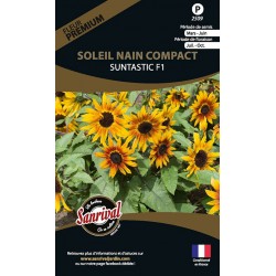 Soleil Nain Compact...