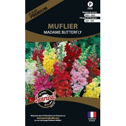 Muflier Madame Butterfly