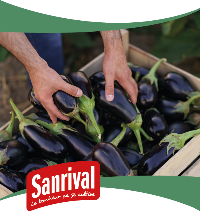 graines d'aubergine