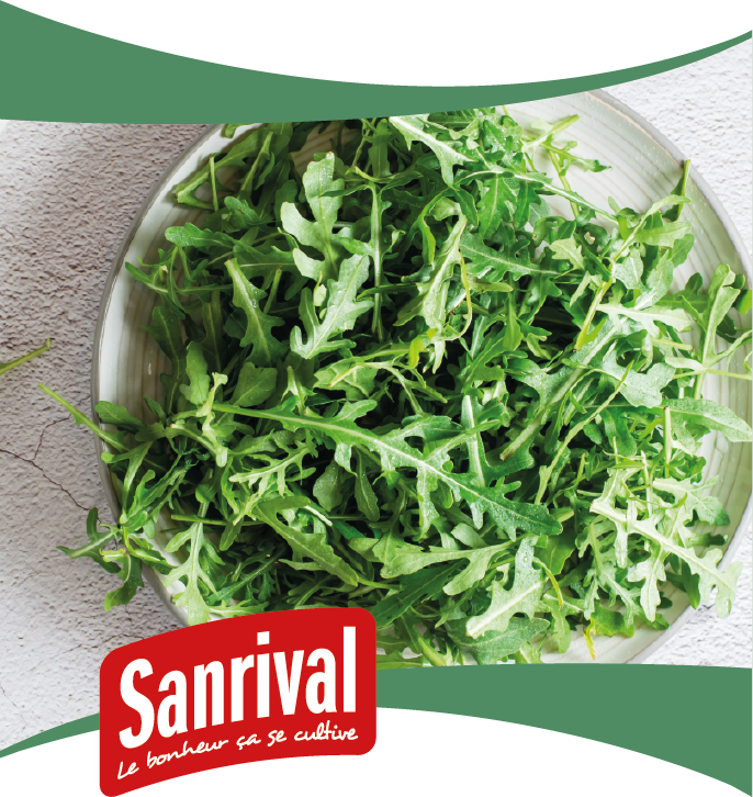 graines de salade roquette