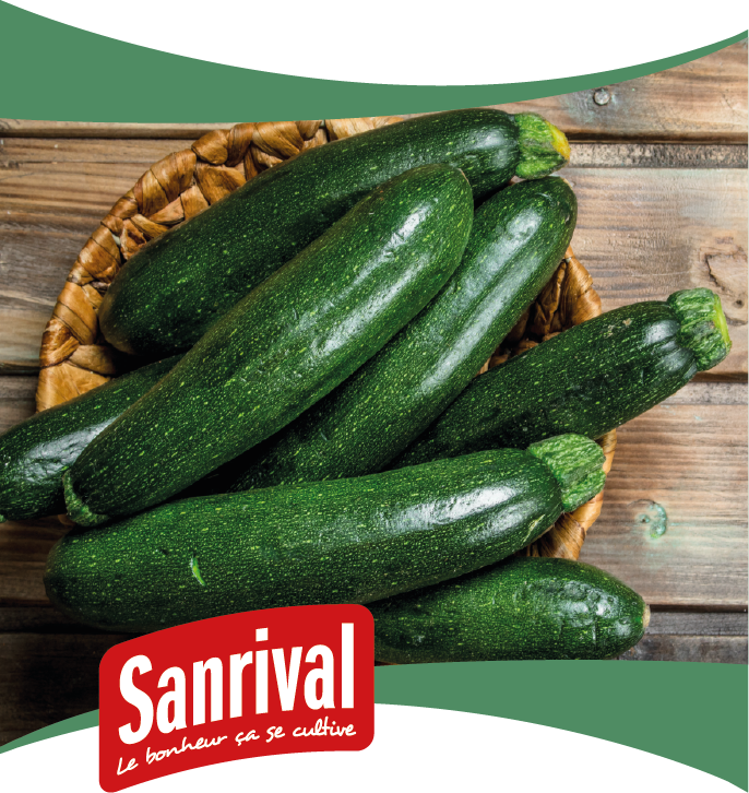 graine de courgette