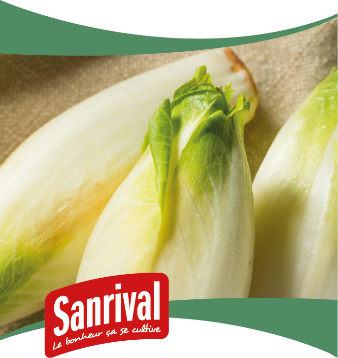 graine d'endive