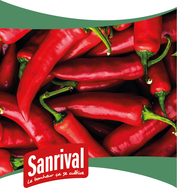 graines de piment