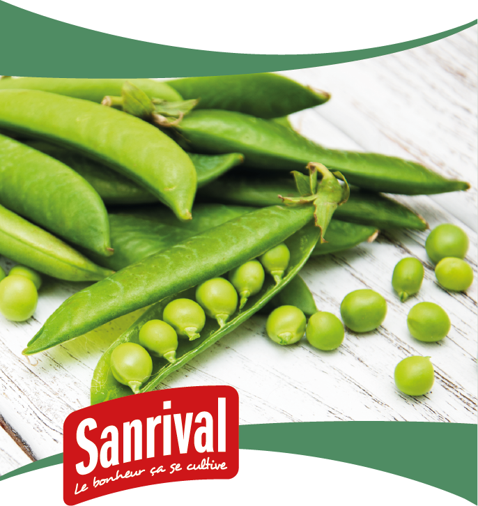 graines de pois
