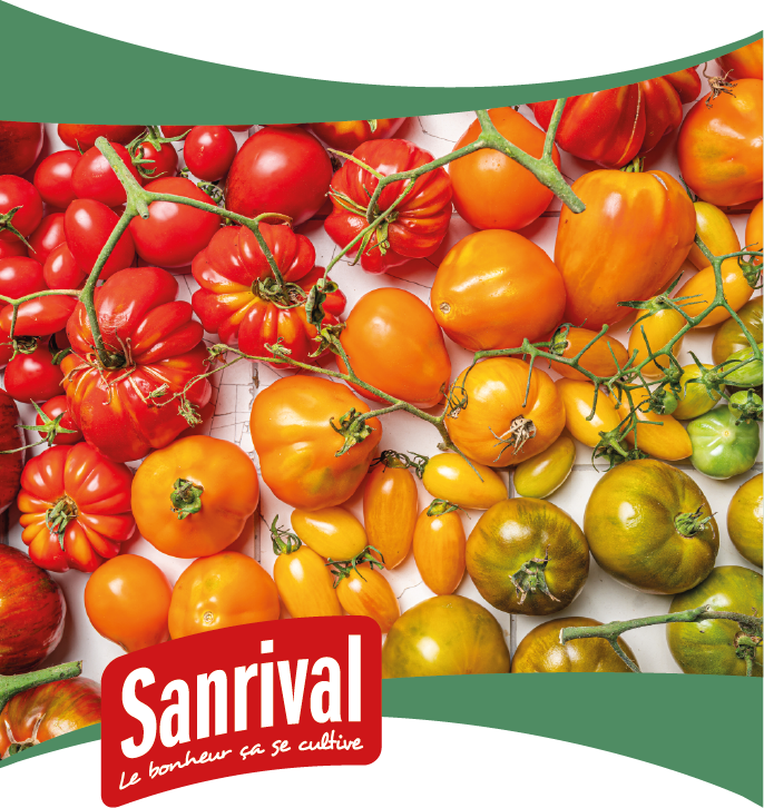 graines de tomate