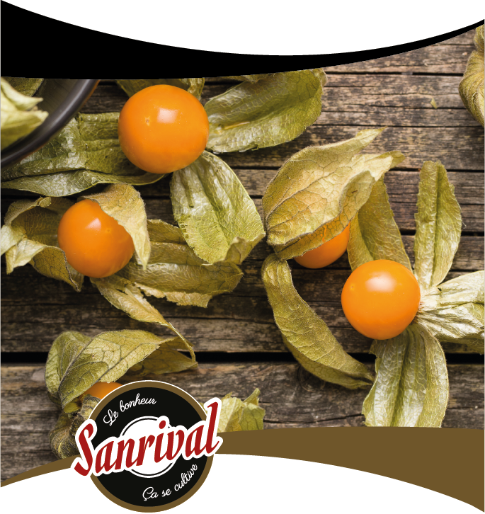 Graines de vari&eacute;t&eacute;s exotiques sanrival premium