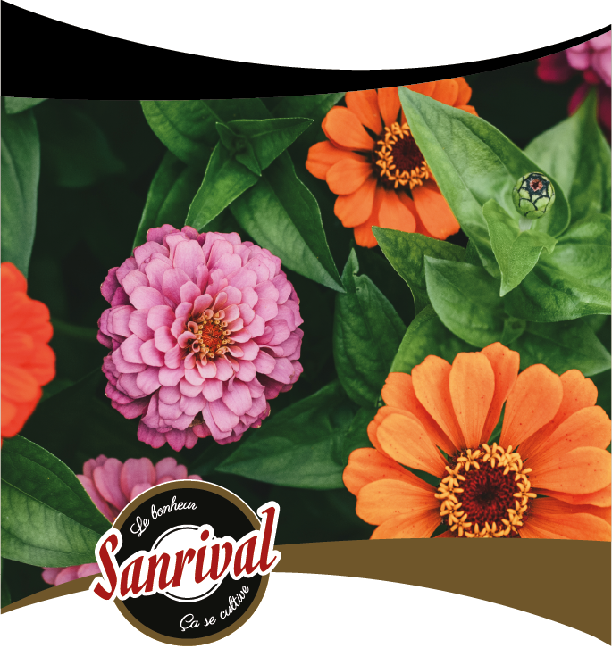 Graines de fleurs sanrival premium