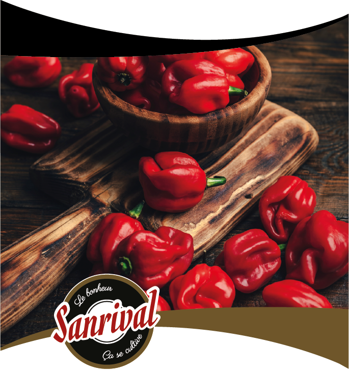 Graines potag&egrave;res sanrival premium