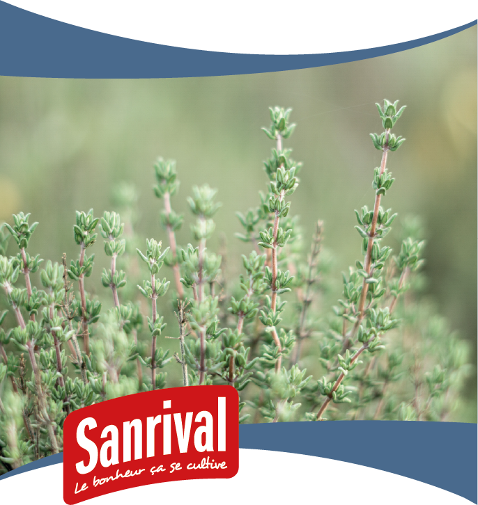 graines d'herbes aromatiques