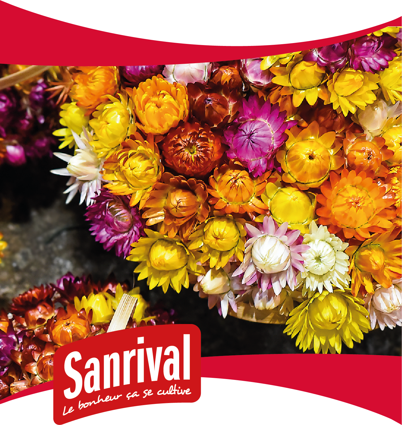 graines de fleurs pour bouquets