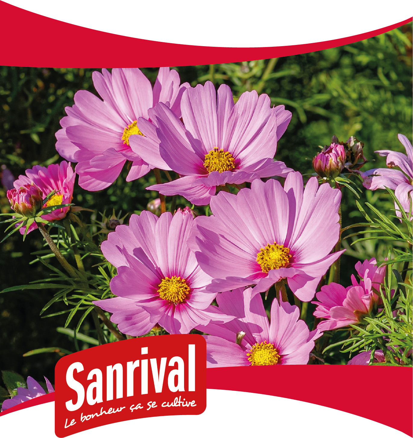 graines de fleurs pour massifs
